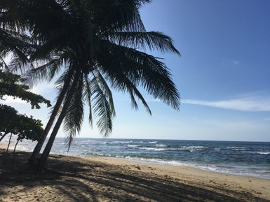 Hohe Palmen spenden Schatten an einem tropischen Sandstrand – Costa Rica Reise mit Kindern