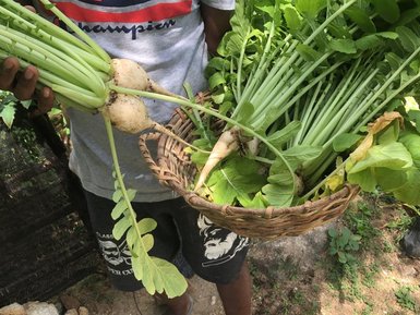 Frisch geerntetes Gemüse in einem Korb in den Tamarind Gardens – Sri Lanka mit Kindern