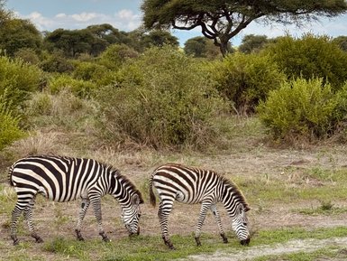 Zwei Zebras fressen im Tarangire-Nationalpark – Tansania Familienreise