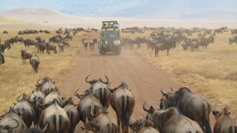 Gnus auf Wanderung während der Großen Migration – Tansania Reise mit Kindern