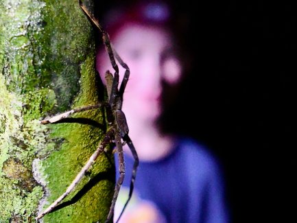 Nahaufnahme einer großen Spinne, die an einem Baum im Regenwald des Taman Negara Nationalparks sitzt – Malaysia & Borneo Reise mit Kindern