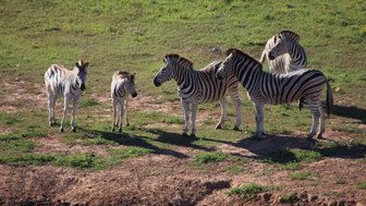 Mehrere Zebras trinken zusammen an einem Wasserloch im Addo Nationalpark – Garden Route mit Kindern