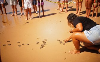 Eine Frau beugt sich über den Strand, um kleine Schildkröten zu schützen, während eine Gruppe Zuschauer zuschaut.