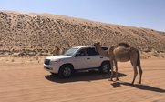 Ein Kamel steht neugierig neben einem weißen SUV in der Wüste, während sanfte Sanddünen im Hintergrund sichtbar sind.