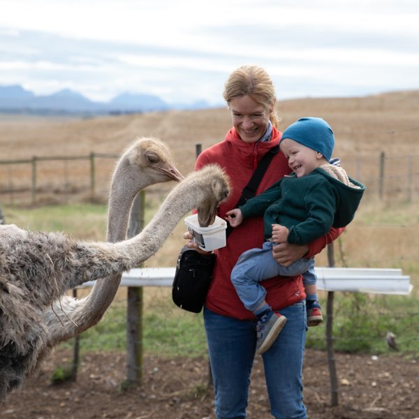 Fröhliches Baby auf dem Arm der Mutter beim Füttern von Straußen auf der Skeiding Guest Farm – Garden Route Familienreise