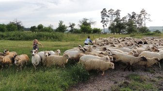 Ein kleines Mädchen läuft fröhlich zwischen einer Herde von Schafen auf einer grünen Wiese, während ein Erwachsener sie beobachtet.
