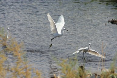 Vögel in Azraq - Jordanien Familienurlaub