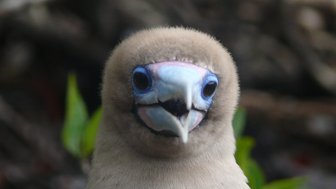 Ein Vogel mit einem auffälligen blauen Schnabel und großen, ausdrucksvollen Augen blickt direkt in die Kamera.