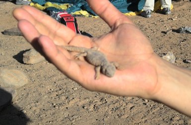 Eidechse auf der Hand während einer Familienwanderung im Atlas-Gebirge – Marokko mit Kindern