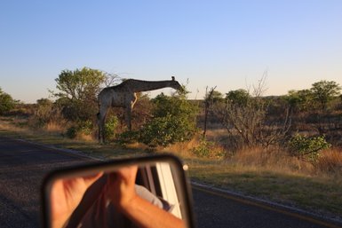 Eine Giraffe frsitt Blätter von einem Baum direkt am Straßenrand - Eine Giraffe überquert ruhig eine staubige Straße - Namibia Rundreise mit Kindern