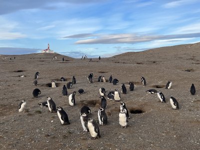 Eine Gruppe von Pinguinen steht auf einer kargen, steinigen Landschaft, während ein Leuchtturm im Hintergrund sichtbar ist.