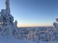 Tannen in Winterlandschaft - Finnland Winter Familienreise