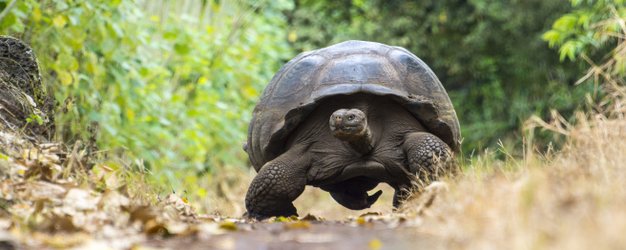 Riesenschildkröte in grüner Landschaft - Galapagos mit Kindern