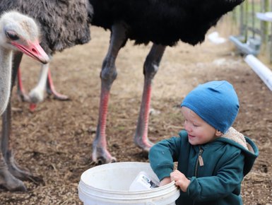 Neugieriges Baby greift nach Futter, um Strauße mit der Mutter auf der Skeiding Guest Farm zu füttern – Garden Route mit Kindern