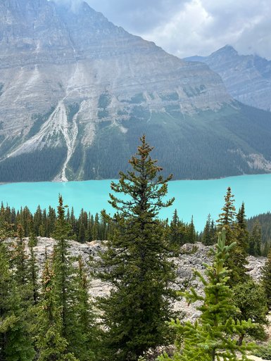 Ein atemberaubender Blick auf den türkisfarbenen Peyto Lake, umgeben von majestätischen Bergen und dichten Nadelwäldern.
