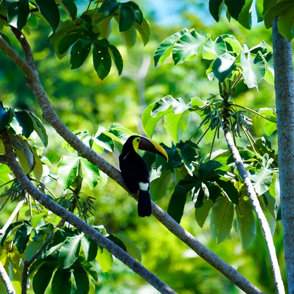 Bunter Tukan sitzt auf Ast in der Nähe von Uvita – Costa Rica mit Kindern