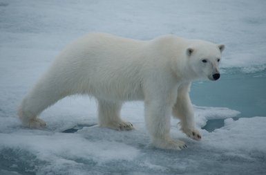 Ein majestätischer Eisbär wandert über das Eis, umgeben von einer frostigen, blauen Landschaft.