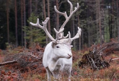 Rentiert im Wald - Finnland mit Kindern