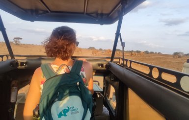 Eine Person mit einem Rucksack beobachtet eine Gruppe von Elefanten in der Savanne, während sie in einem Geländewagen sitzt.