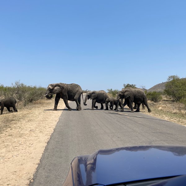 Eine Elefantenherde überquert gemütlich eine Straße im Krüger-Nationalpark – Südafrika Reise mit Kindern