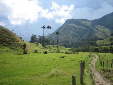 Eine weite, grüne Landschaft mit hohen Palmen und sanften Hügeln unter einem bewölkten Himmel.