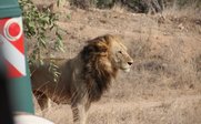 Löwe in freier Wildbahn - Kenia Family & Teens - Kenia mit Jugendlichen
