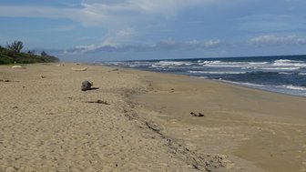 Ein weitläufiger Sandstrand erstreckt sich unter einem klaren Himmel, während sanfte Wellen ans Ufer rollen.