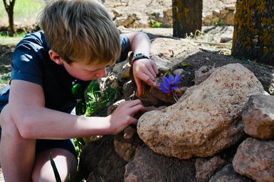 Kind bewundert die Safranblüte in Taliouine – Marokko Familienreise