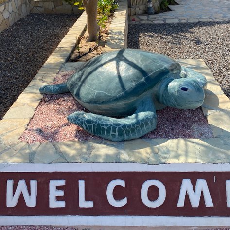 Meeresschildkröte am Strand in der Nähe des Ras al Hadd Turtle Beach Resort – Oman mit Kindern