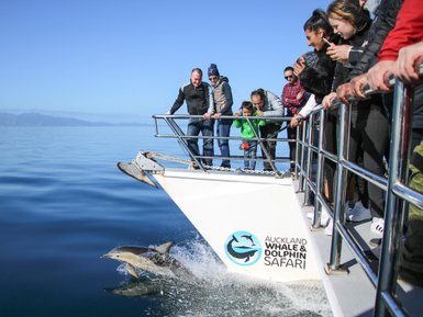 Eine Gruppe von Menschen beobachtet begeistert, wie Delfine neben ihrem Boot im klaren Wasser springen.