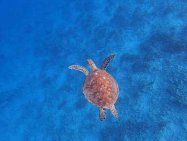 Schildkröte schwimmt in der klaren Unterwasserwelt – Bali Familienreise