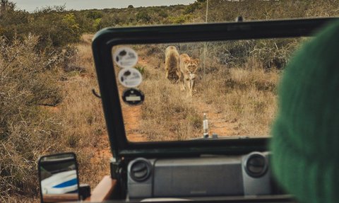 Löwen sichtbar bei Safari im Addo Nationalpark - Südafrika mit Kindern