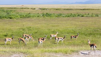 Eine Gruppe von Antilopen grast friedlich in einer weiten, grünen Savanne unter einem klaren blauen Himmel.