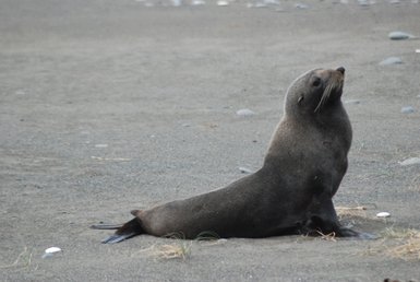 Ein Seelöwe sitzt auf dem Sand, mit erhobenem Kopf und aufmerksamem Blick, umgeben von kleinen Steinen und Gras.
