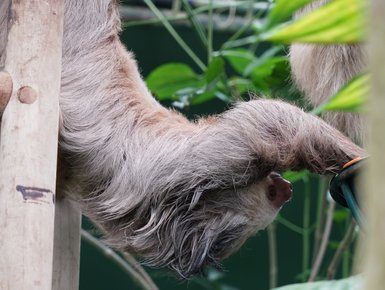 Faultier hängt entspannt verkehrt herum an einem Ast – Costa Rica Reise mit Kindern