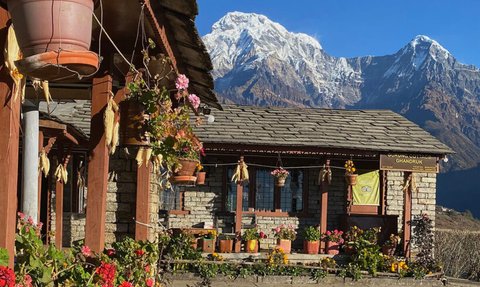 Eine malerische Berghütte in Ghandruk, umgeben von blühenden Pflanzen und majestätischen schneebedeckten Gipfeln im Hintergrund.