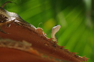 Eine grüne Buschschlange schlängelt sich durch den Baum im Makutsi Game Reserve – Südafrika Reise mit Kindern