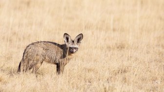 Ein Tier steht in der Natur und beobachtet aufmerksam die Umgebung - Namibia Familienurlaub