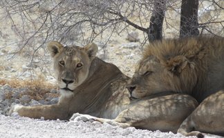 Zwei Löwen liegen entspannt im Schatten eines Baumes - Namibia mit Kindern