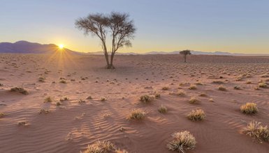 Ein einsamer Baum steht vor dem Licht des Sonnenaufgangs - Namibia Rundreise mit Kindern
