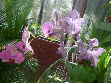 Nahaufnahme von lilafarbenen Orchideen in voller Blüte – Sri Lanka Reise mit Kindern