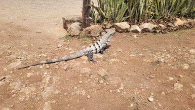 Ein Leguan sonnt sich bei Chichén Itzá – Mexiko Familienreise