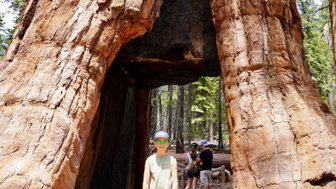 Ein Junge steht vor einem riesigen Baumstamm mit einer großen Öffnung, umgeben von hohen Bäumen im Yosemite Nationalpark.