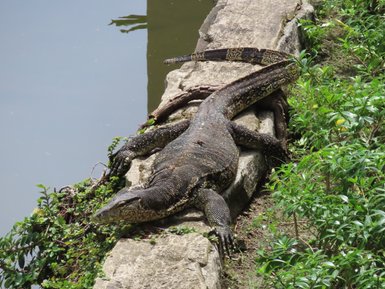 Bindenwaran sonnt sich am Flussufer des Kinabatangan inmitten der Natur – Malaysia & Borneo Familienreise