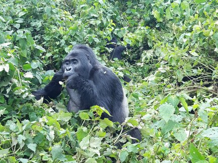 Ein Gorilla sitzt entspannt in einem dichten, grünen Dickicht und knabbert an Blättern, umgeben von üppiger Vegetation.