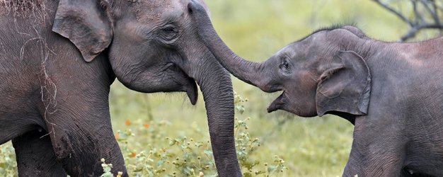 Elefanten bewegen sich durch das hohe Gras im Gal Oya Valley Nationalpark – Sri Lanka Familienreise