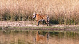 Ein majestätischer Tiger steht am Ufer eines ruhigen Gewässers, umgeben von hohem, trockenem Gras und reflektiert im Wasser.