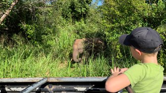 Kind beobachtet aus dem Jeep einen Elefanten bei der Safari im Minneriya Nationalpark – Sri Lanka Familienreise