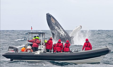 Eine Gruppe von Touristen in roten Anzügen beobachtet einen riesigen Buckelwal, der aus dem Wasser springt.