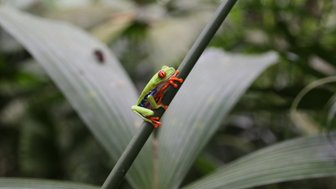 Kleiner bunter Frosch im EcoCentro Danaus in Alajuela – Costa Rica Familienreise